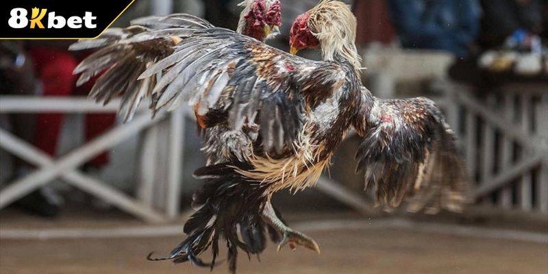 Tham già đá gà nòi đầy kịch tính