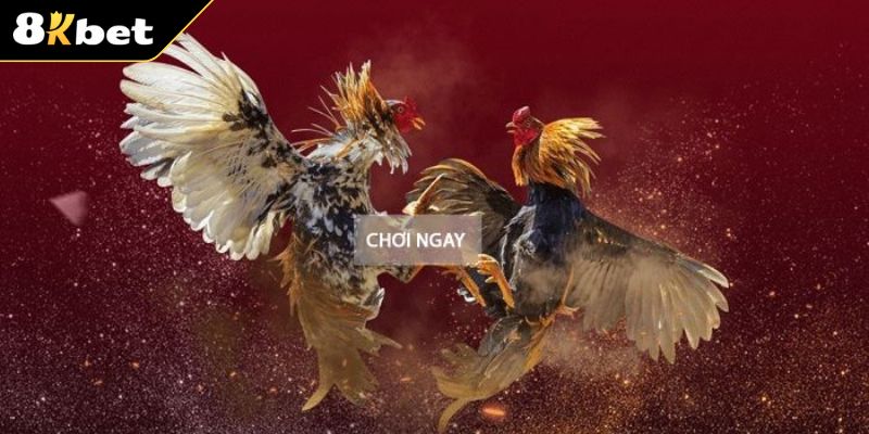 Tìm hiểu sơ lược về sảnh gà đá SV388
